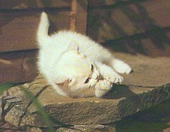 Gatti (283)